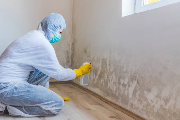 Licensed Attic Mold Remediation service in Burnsville, NC - Car Mold Remediation