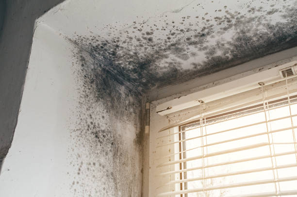 Affordable Attic Mold Remediation solutions in Burnsville, NC