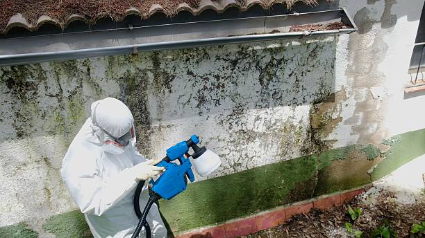 Top rated local Attic Mold Remediation specialists in Burnsville, NC